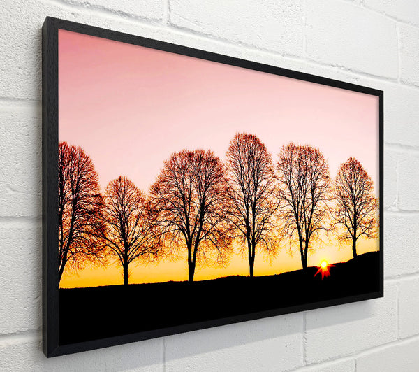 Beech Trees At Sunrise