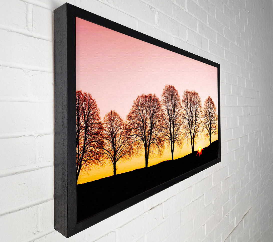  A Canvas Print of Beech Trees At Sunrise Canvas Wall Art