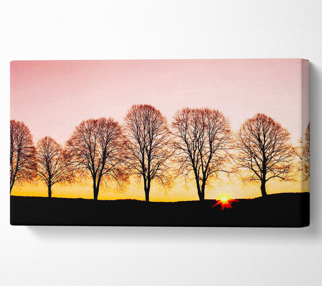  A Canvas Print of Beech Trees At Sunrise Canvas Wall Art