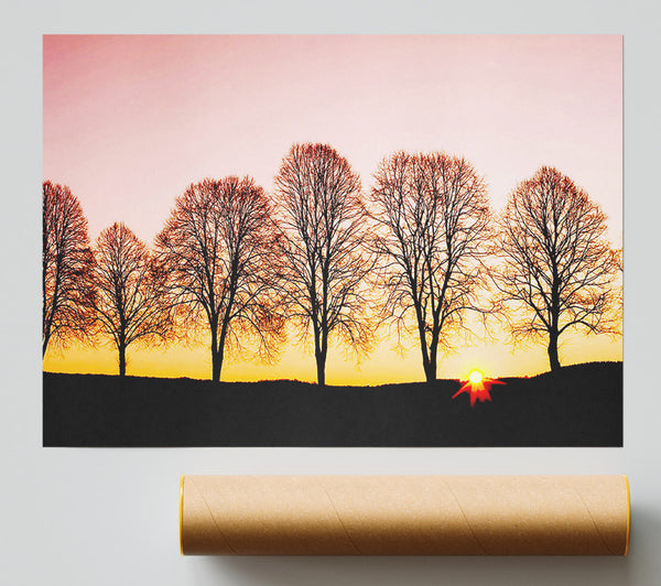 Beech Trees At Sunrise Giclee Print