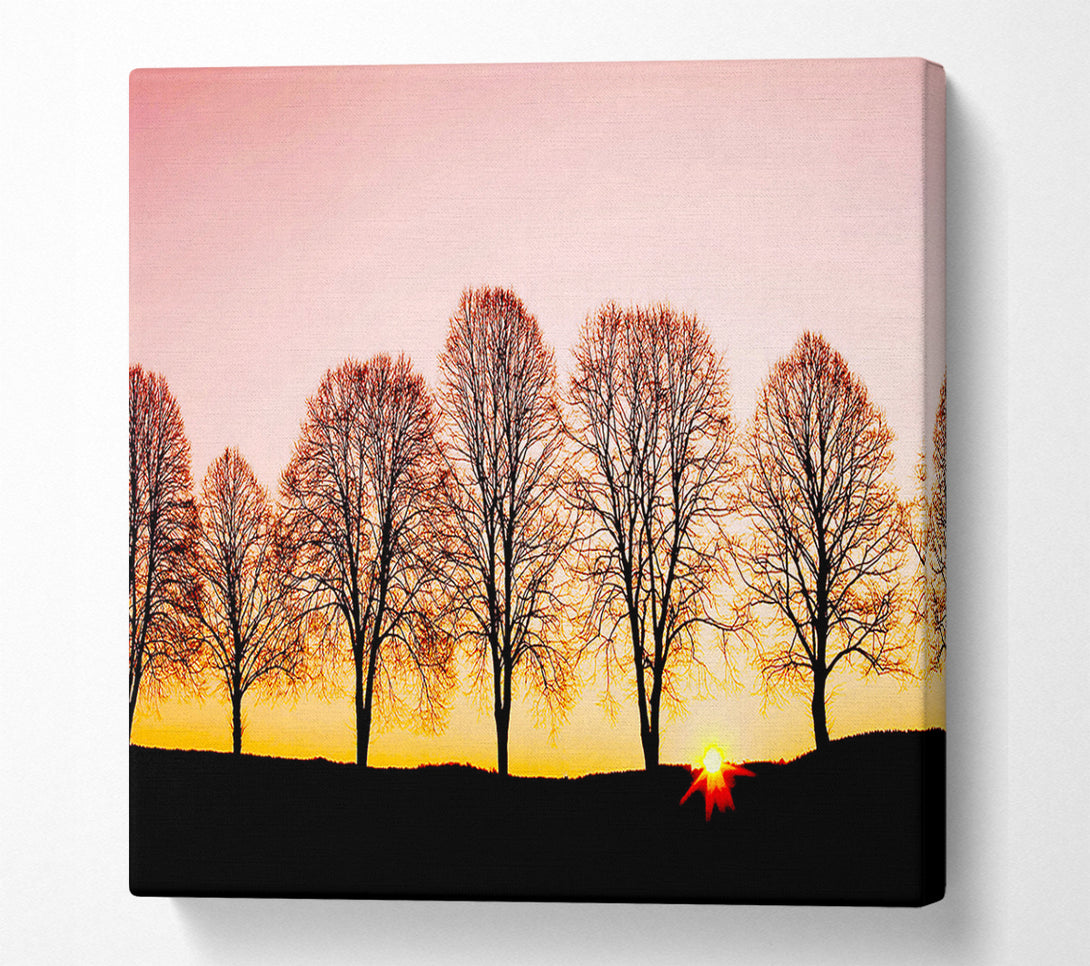  A Canvas Print of Beech Trees At Sunrise Canvas Wall Art