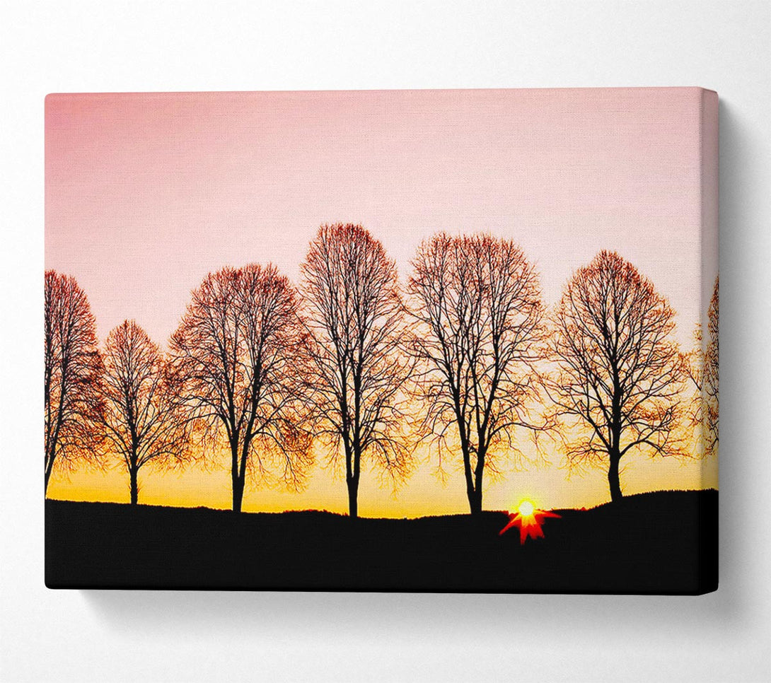  A Canvas Print of Beech Trees At Sunrise Canvas Wall Art