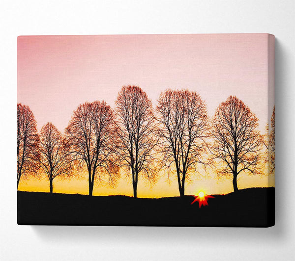  A Canvas Print of Beech Trees At Sunrise Canvas Wall Art