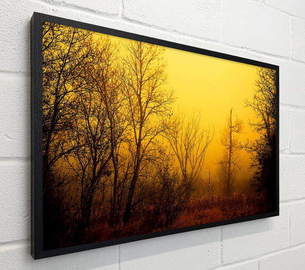 Stunning Golden Light In The Winter Forest
