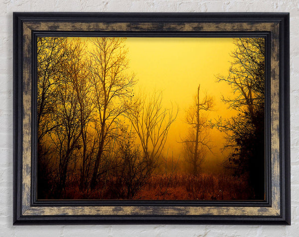 Stunning Golden Light In The Winter Forest Framed Print