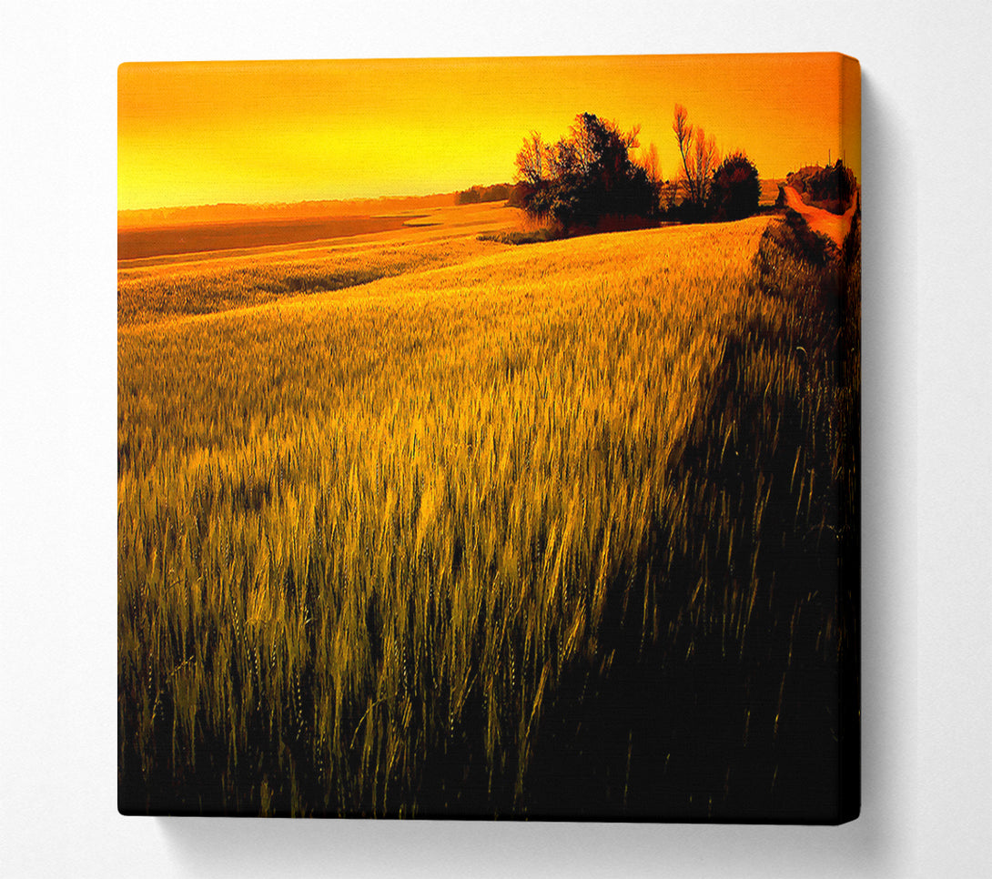  A Canvas Print of Sunset Over Wheat Field Canvas Print