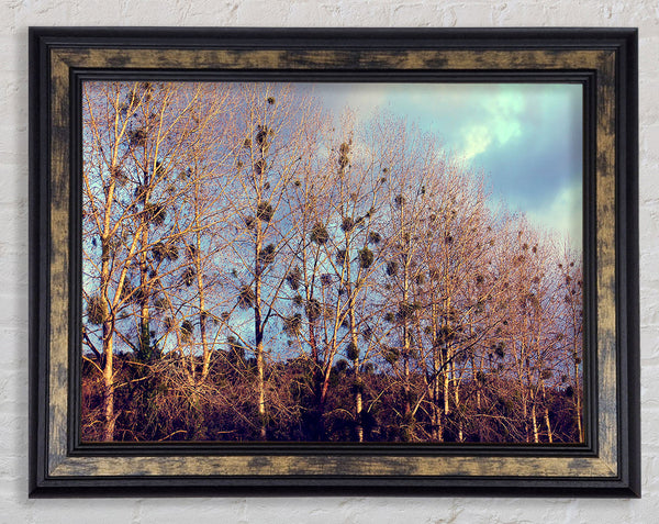 Bird Trees Framed Print