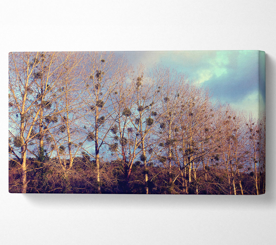  A Canvas Print of Bird Trees Canvas Print
