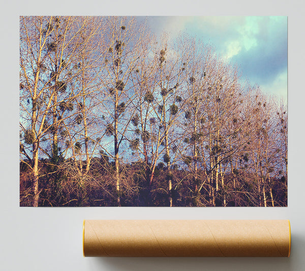 Bird Trees Print