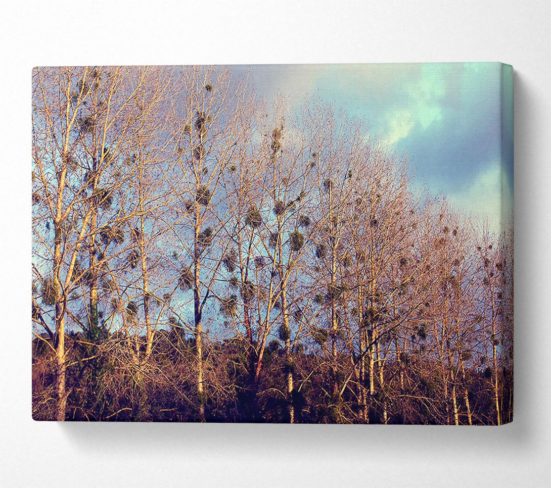  A Canvas Print of Bird Trees Canvas Print