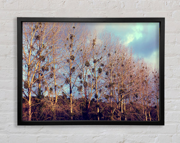 Bird Trees Framed Print