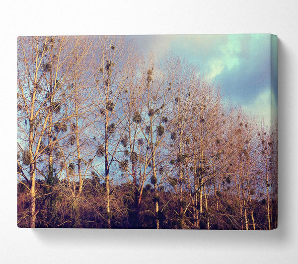  A Canvas Print of Bird Trees Canvas Print