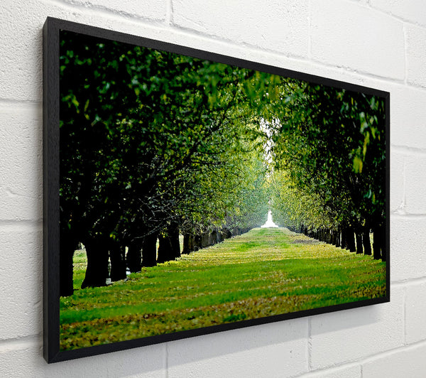 Orchard