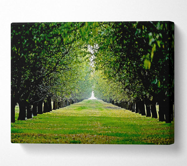  A Canvas Print of Orchard Canvas Print