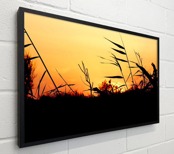 Sunset Reeds