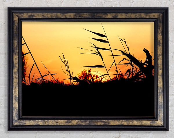 Sunset Reeds Framed Print
