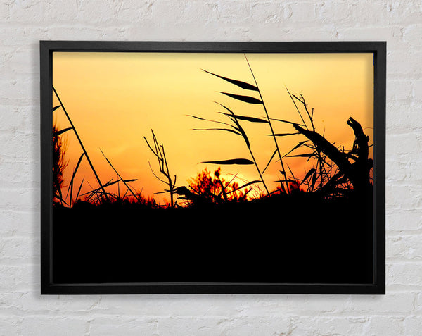Sunset Reeds Framed Print