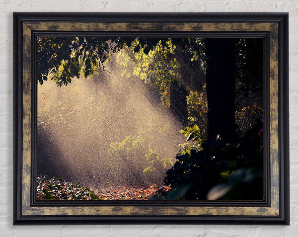 Summer Rain Forest Framed Print
