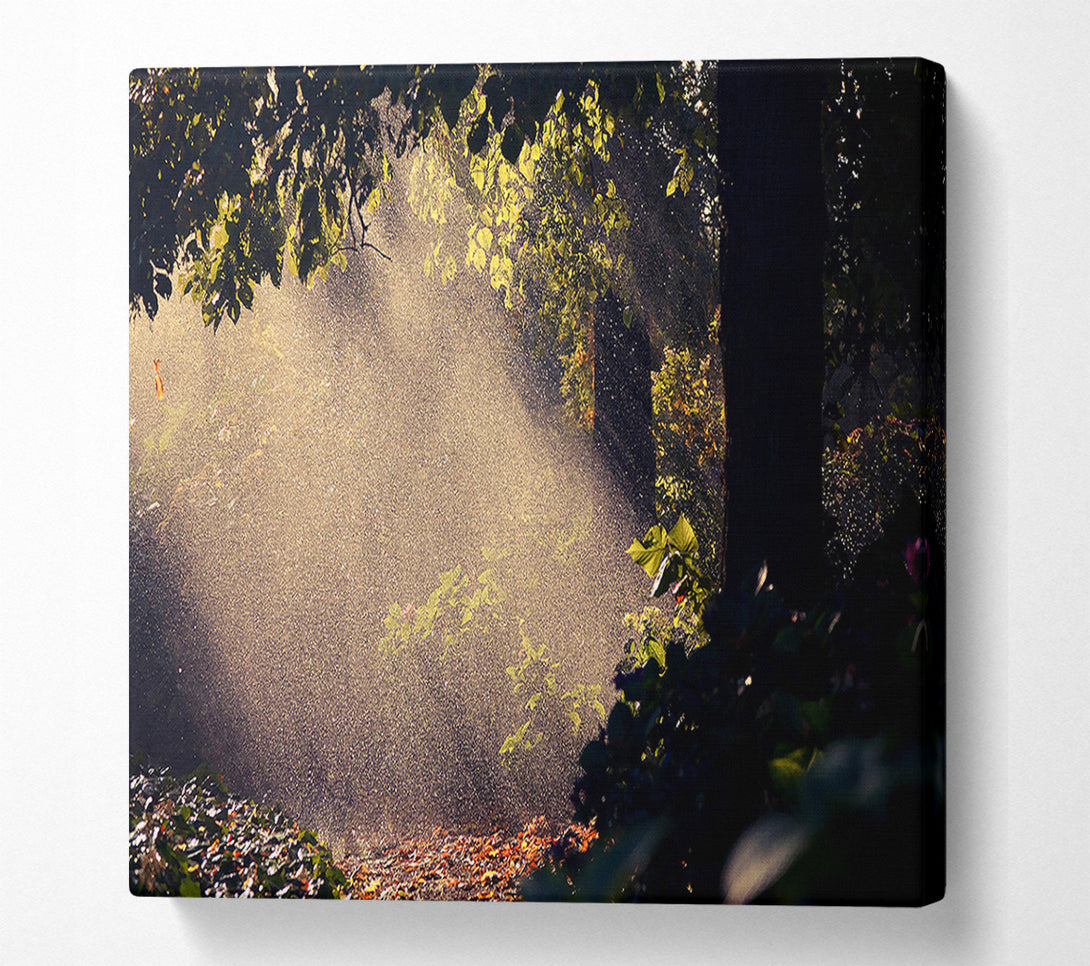  A Canvas Print of Summer Rain Forest Canvas Print