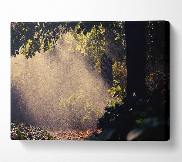  A Canvas Print of Summer Rain Forest Canvas Print