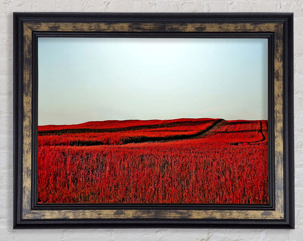 Red Meadow Framed Print