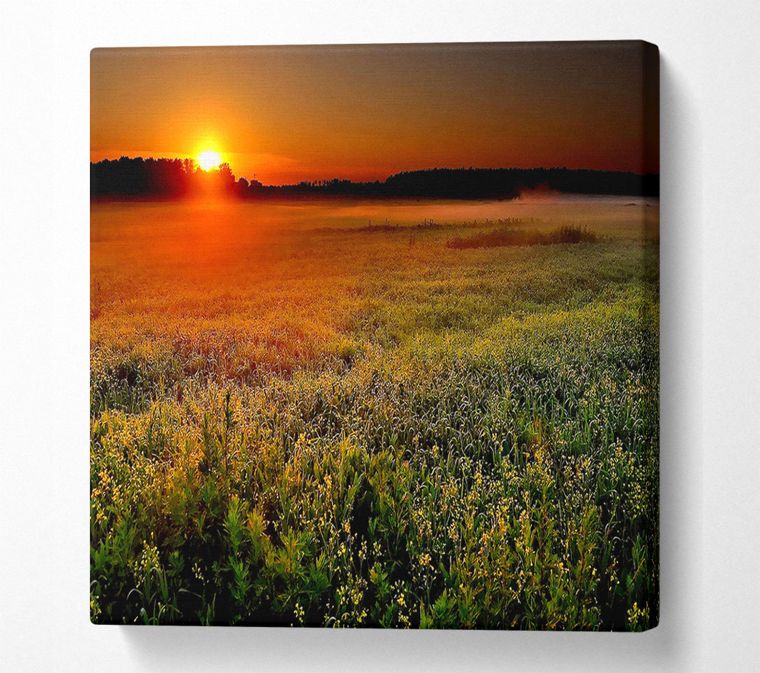  A Canvas Print of Sunset Over The Field Canvas Print