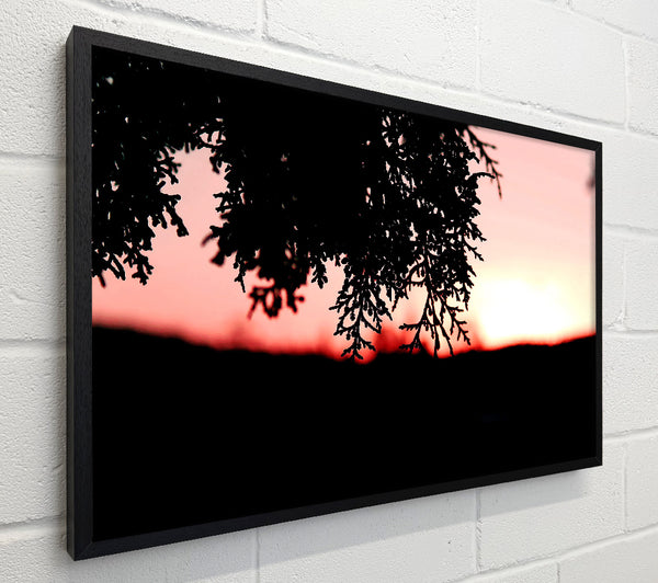 Pine Shrubs In Sunset