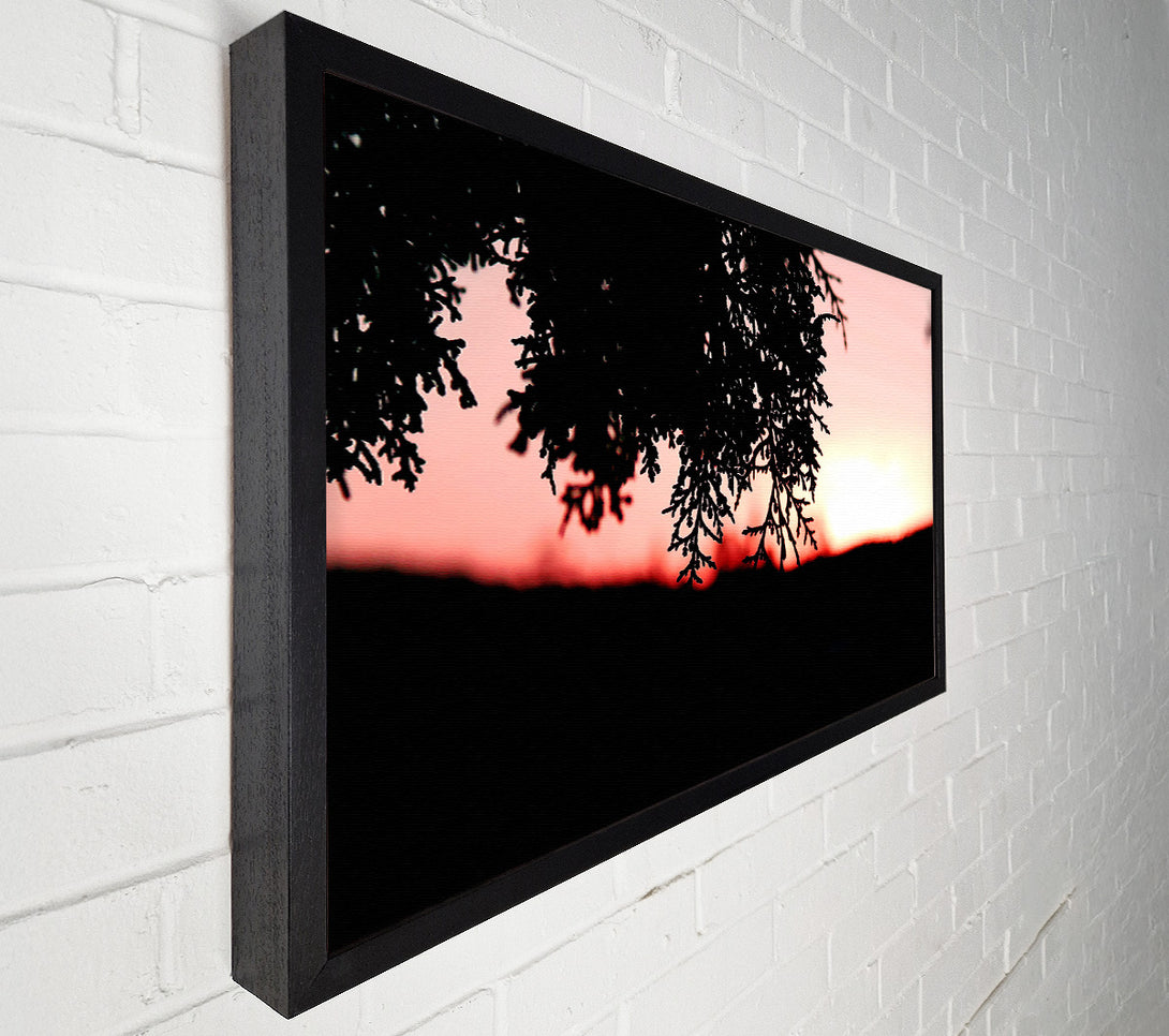  A Canvas Print of Pine Shrubs In Sunset Canvas Wall Art
