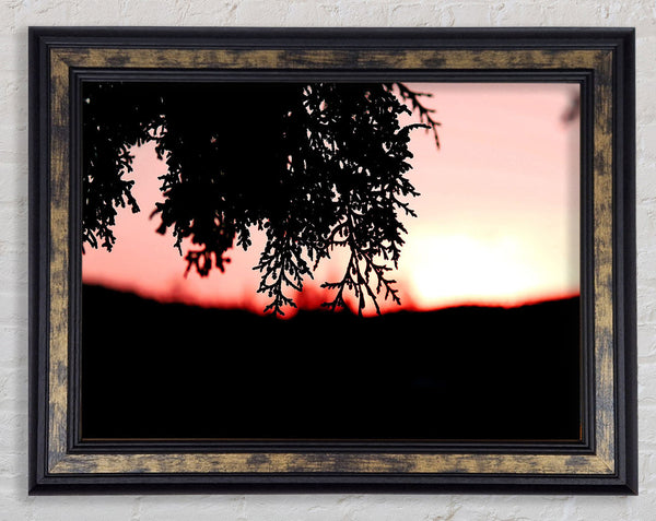 Pine Shrubs In Sunset Framed Print