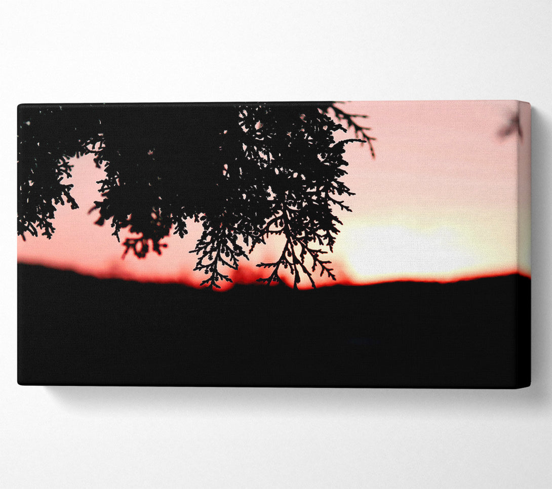  A Canvas Print of Pine Shrubs In Sunset Canvas Wall Art