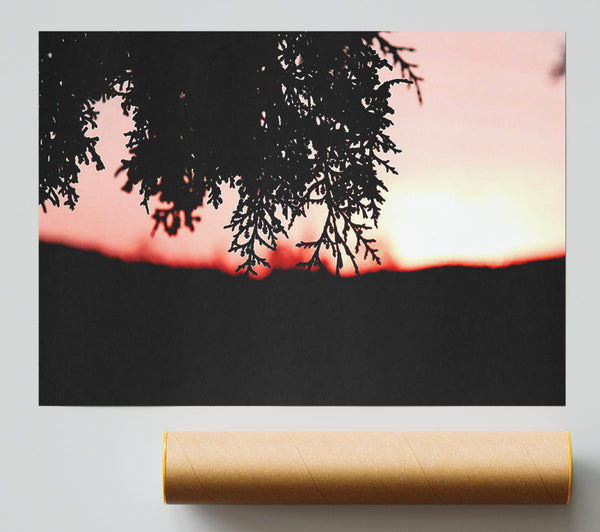 Pine Shrubs In Sunset Print