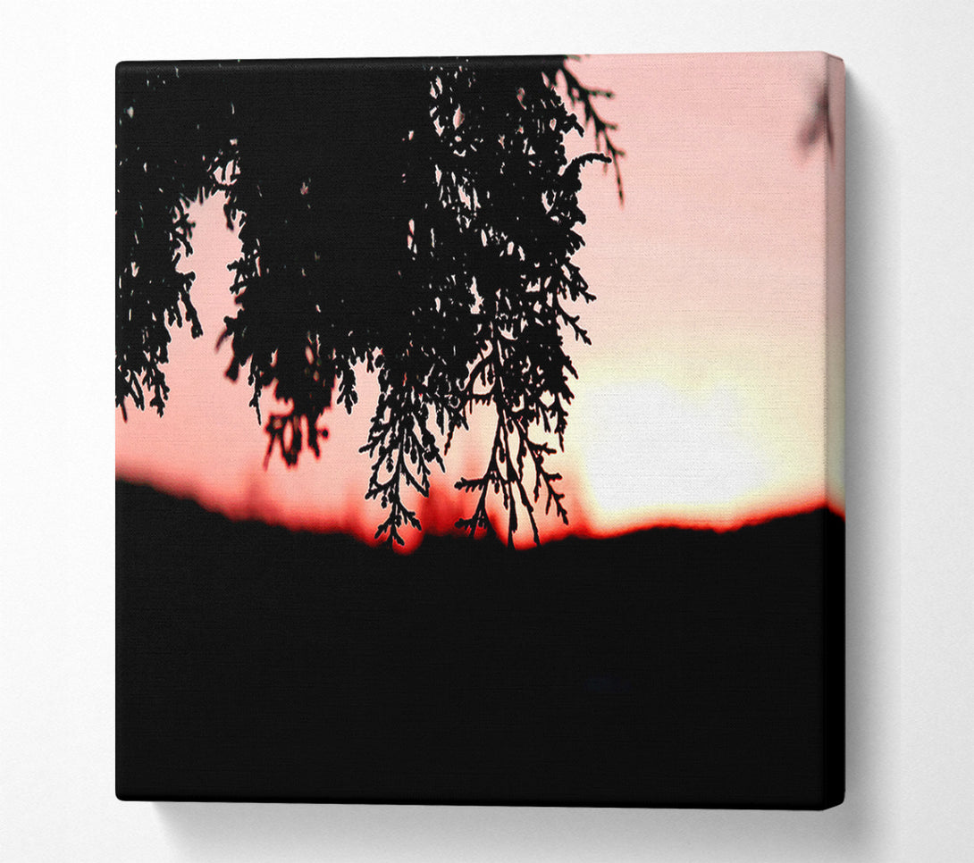  A Canvas Print of Pine Shrubs In Sunset Canvas Wall Art