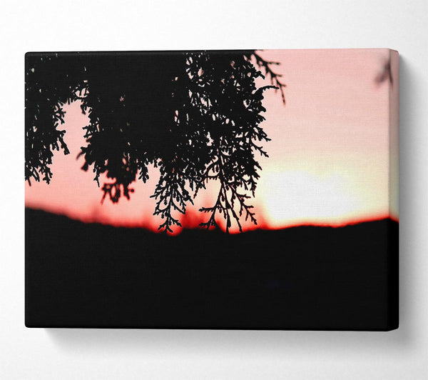  A Canvas Print of Pine Shrubs In Sunset Canvas Wall Art