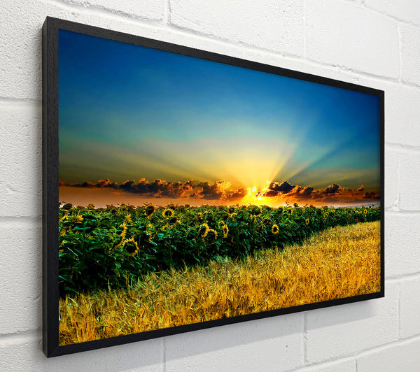 Sunflower Field Sunset