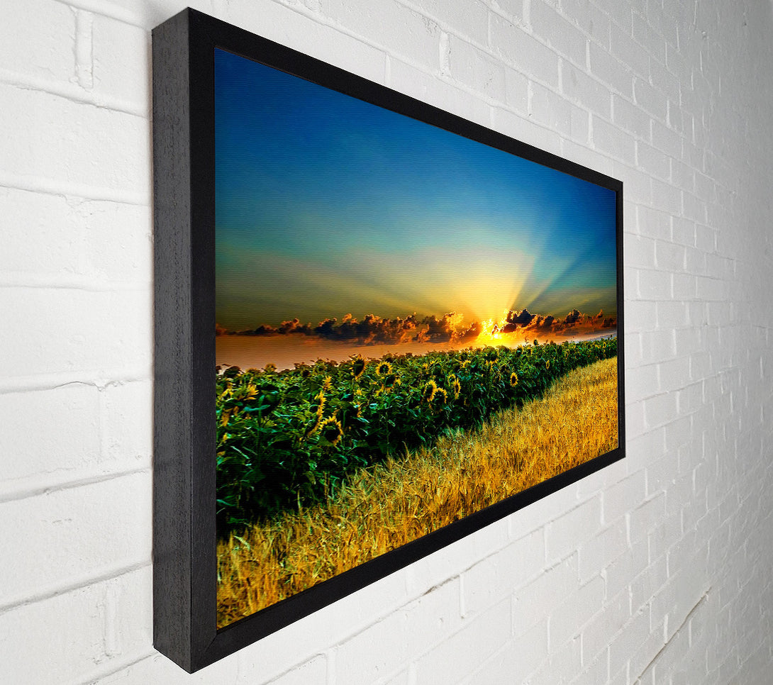  A Canvas Print of Sunflower Field Sunset Canvas Art