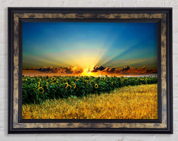 Sunflower Field Sunset Framed Print