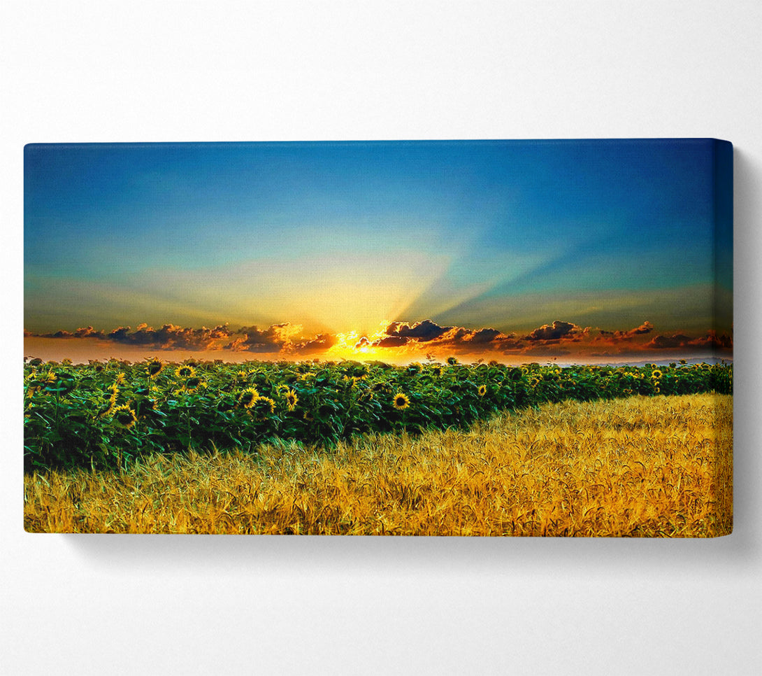  A Canvas Print of Sunflower Field Sunset Canvas Art