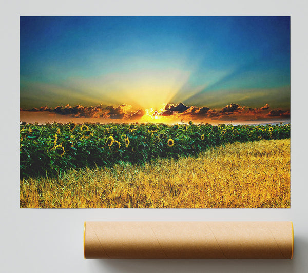 Sunflower Field Sunset Giclee Print