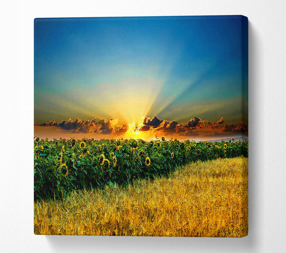 A Canvas Print of Sunflower Field Sunset Canvas Art