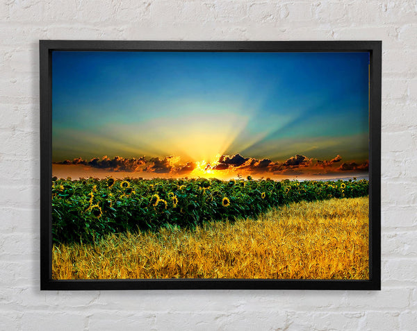 Sunflower Field Sunset Framed Print