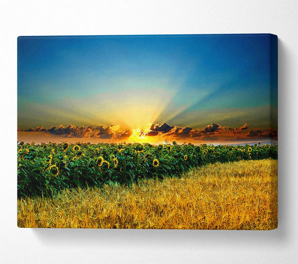  A Canvas Print of Sunflower Field Sunset Canvas Art