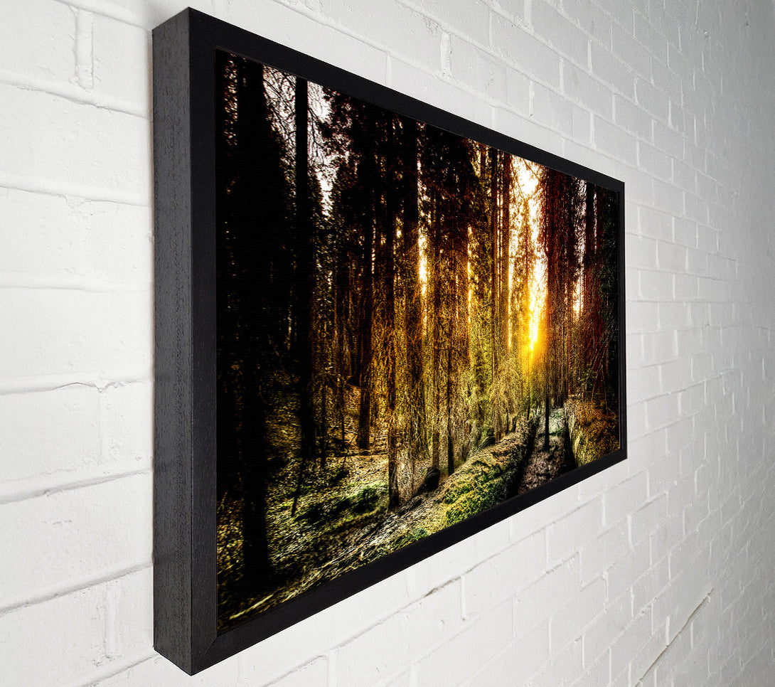  A Canvas Print of Old Forest In Yosemite Canvas Art