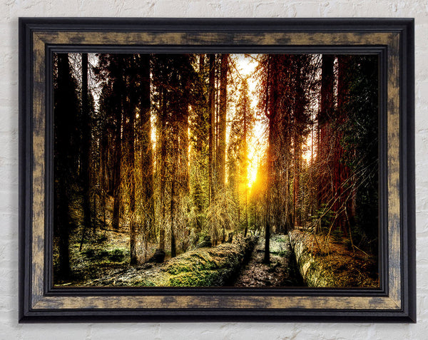 Old Forest In Yosemite Framed Print