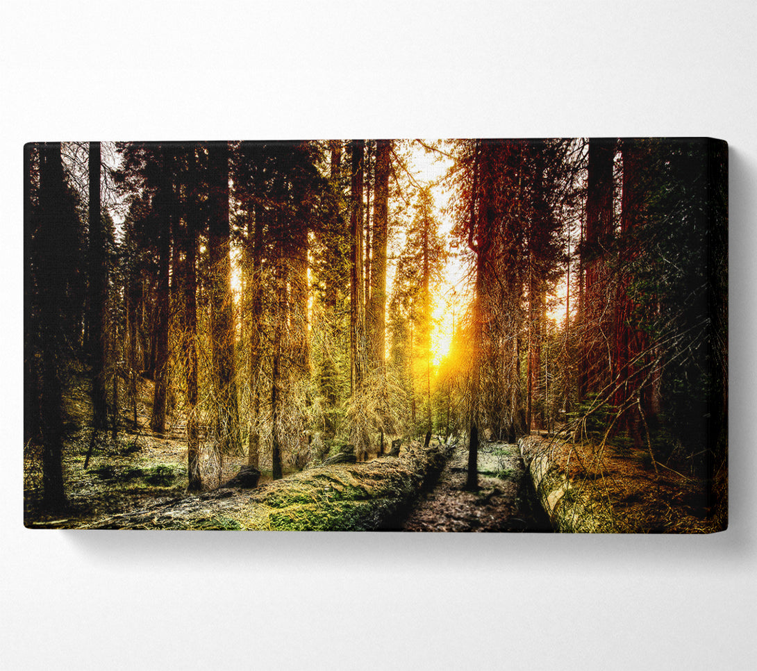  A Canvas Print of Old Forest In Yosemite Canvas Art