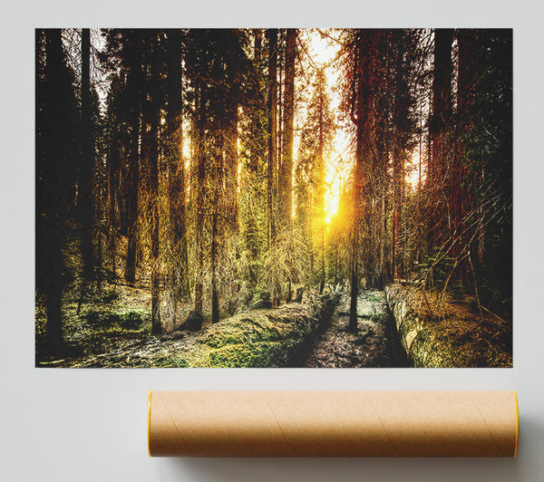 Old Forest In Yosemite Giclee Print