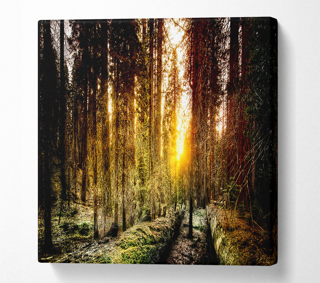  A Canvas Print of Old Forest In Yosemite Canvas Art