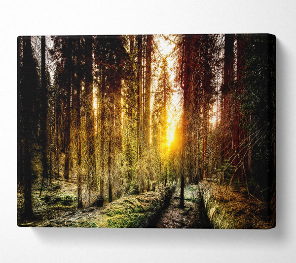  A Canvas Print of Old Forest In Yosemite Canvas Art