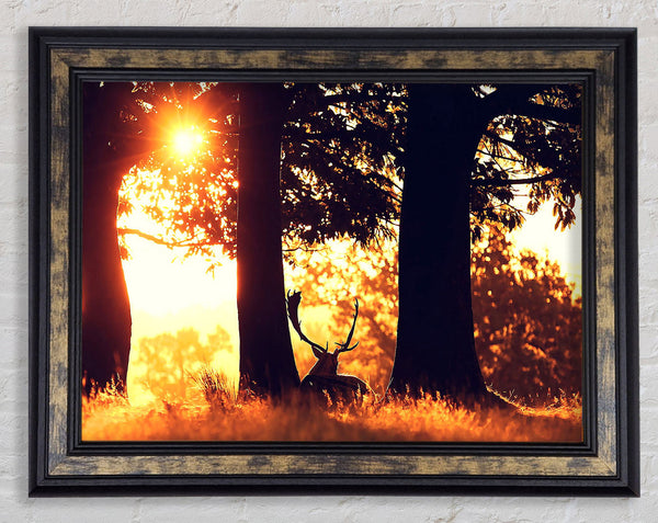 Stag In The Morning forest Framed Print