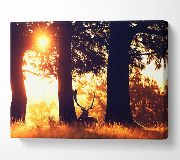  A Canvas Print of Stag In The Morning forest Canvas Art
