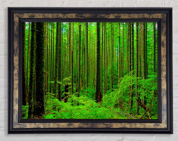 Nothing But Trees Framed Print